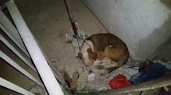 القبض على المتهمين بقتل كلب المطرية