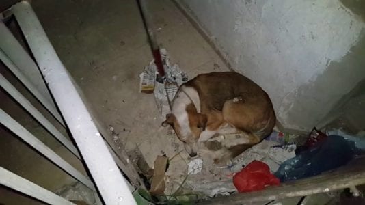 القبض على المتهمين بقتل كلب المطرية