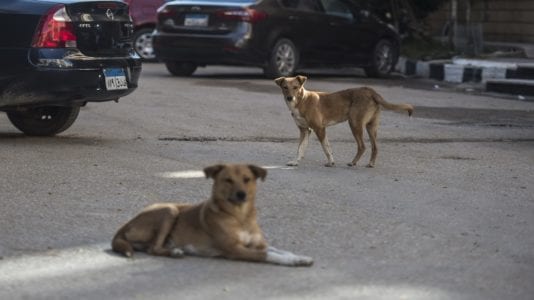 "الزراعة" تنفي إعدام 295 ألف كلب خلال العام الجاري
