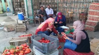 الحصاد: تحذير من ارتفاع أسعار الطماطم.. والصحة تعلن ضوابط صلاحية الأدوية