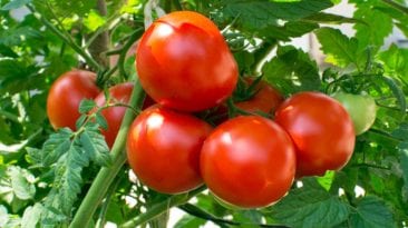 توقعات بارتفاع أسعار الطماطم