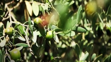 "الفلاحين": ننافس إسرائيل في زراعة نبات الجوجوبا خلال سنوات قليلة