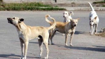إعدام 230 كلبا ضالا