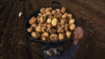 الحصاد: انتشار العفن البني في البطاطس.. ومصر تفوز بكأس الأمم الإفريقية لكرة اليد