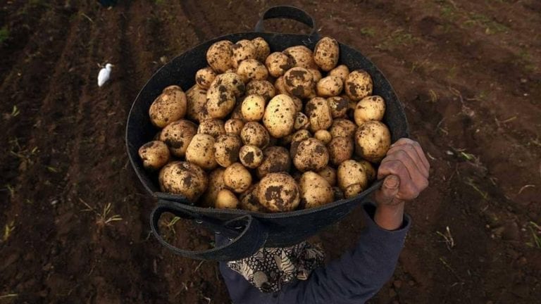 الحصاد: انتشار العفن البني في البطاطس.. ومصر تفوز بكأس الأمم الإفريقية لكرة اليد