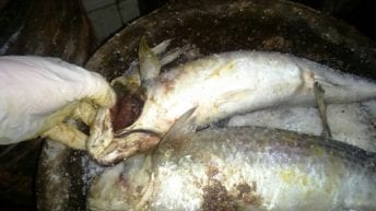 مصرع مدير مدرسة وزوجتيه بعد تناول وجبة فاسدة في قنا