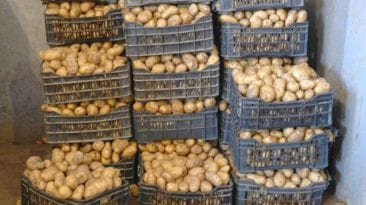 انخفاض كمية البطاطس المصرية المصدرة إلى لبنان للنصف مقارنة بالعام الماضي
