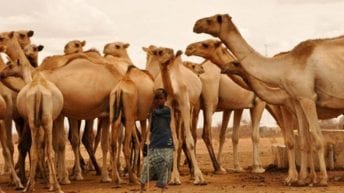 مصر تفحص الجمال السوداني من فيروس كورونا