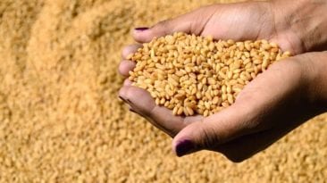 ارتفاع استيراد القمح في مصر
