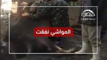 "البهايم ماتت".. مشهد مؤثر لسيدة في البحيرة فقدت مصدر رزقها (فيديو)