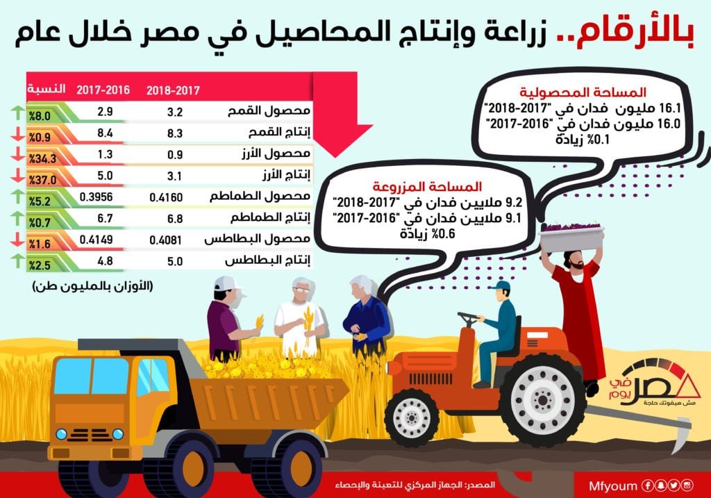 بالأرقام.. زراعة وإنتاج المحاصيل في مصر خلال عام (إنفوجراف)